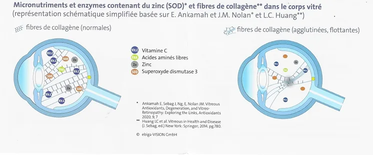 Schéma de fixation des micronutriments dans l'œil