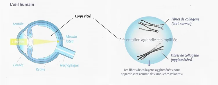 Schéma de l'œil humain situant le corps vitré